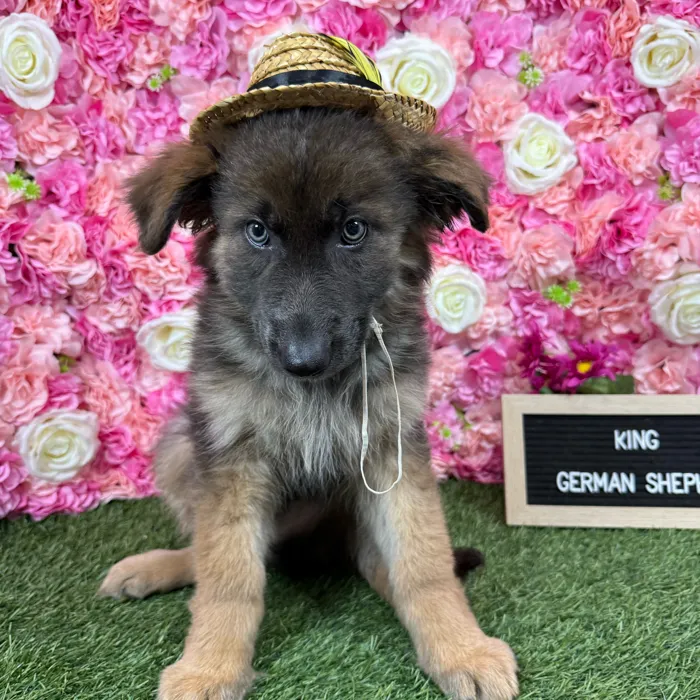 Male German Shepherd Dog puppy named King for sale at Pet Express Braintree.