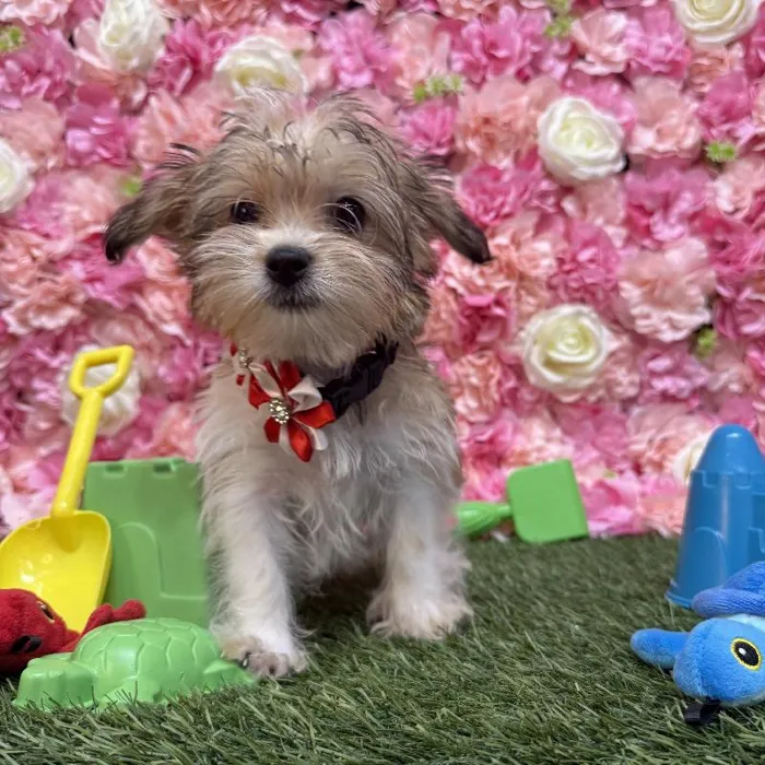 Female Shorkie Puppy for Sale in Saugus, MA