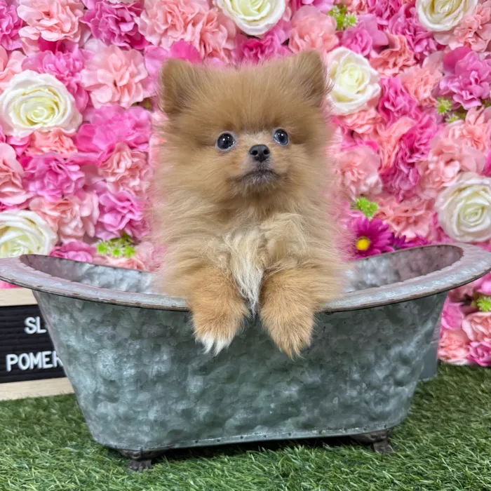 Male Pomeranian puppy named Sloan for sale at Pet Express Braintree.
