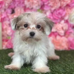 Female Havamalt puppy named Patsy for sale at Pet Express Saugus.