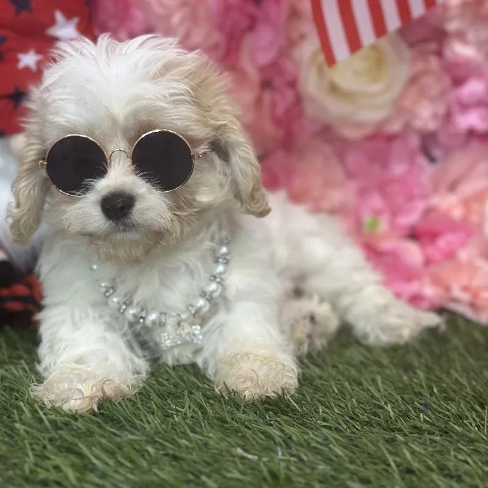 Female Cavachon Puppy for Sale in Saugus, MA