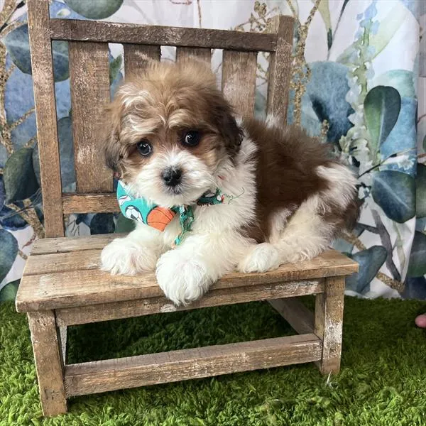 Male Lhasa-Poo puppy named Skipper for sale at Pet Express Saugus.