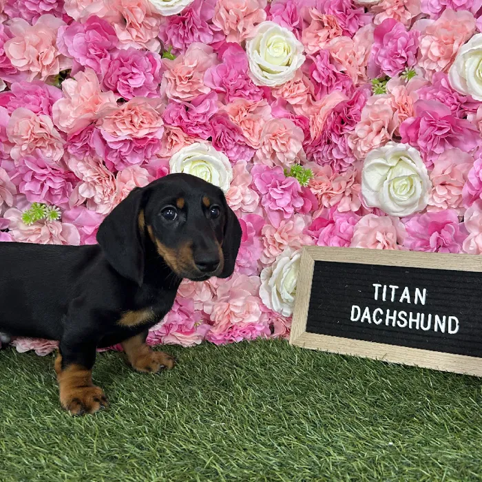 Male Dachshund puppy named Titan for sale at Pet Express Braintree.