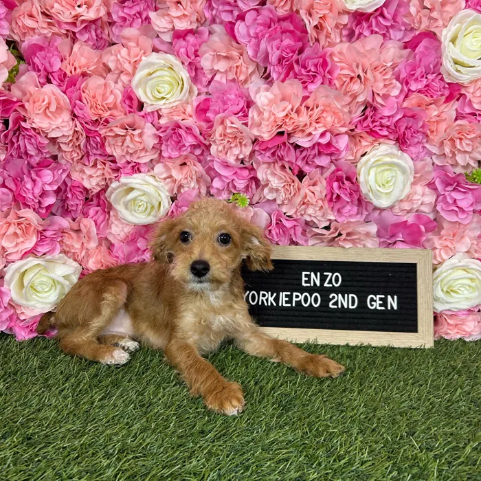 Male Yorkie-Poo 2Nd Gen puppy named Enzo for sale at Pet Express Braintree.