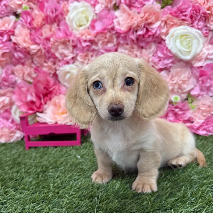 Female Dachshund Puppy for Sale in Braintree, MA