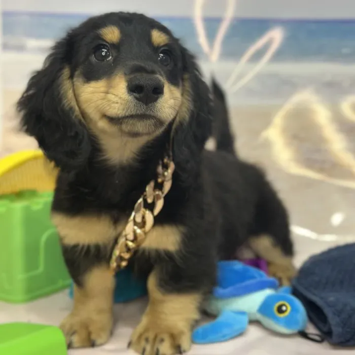 Male Dachshund Puppy for Sale in Saugus, MA