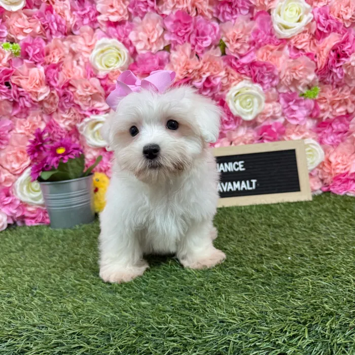 Female Havamalt puppy named Janice for sale at Pet Express Braintree.
