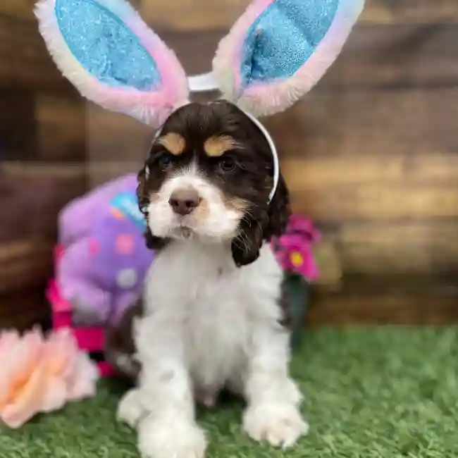 Male Cocker Spaniel Puppy for Sale in Braintree, MA