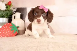 Female Dachshund puppy named Nora for sale at Pet Express Braintree.
