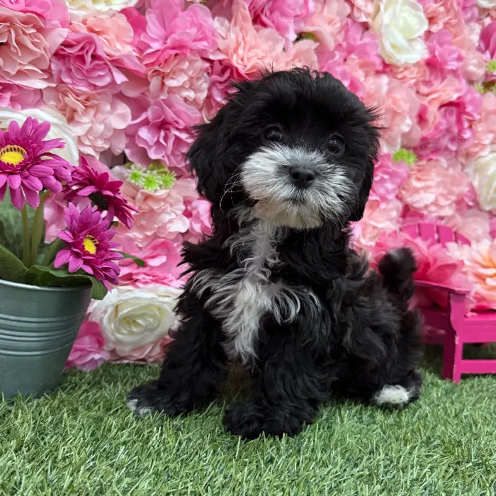 Female Lhasa-Poo Puppy for Sale in Braintree, MA