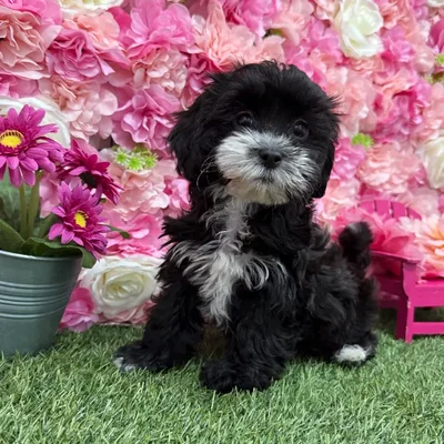 Female Lhasa-Poo Puppy for Sale in Braintree, MA