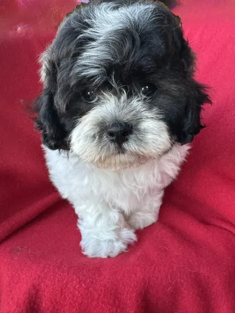 Male Teddy Bear (Zuchon) puppy named Ronaldo for sale at Pet Express Braintree.
