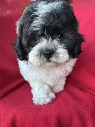 Male Teddy Bear (Zuchon) puppy named Ronaldo for sale at Pet Express Braintree.