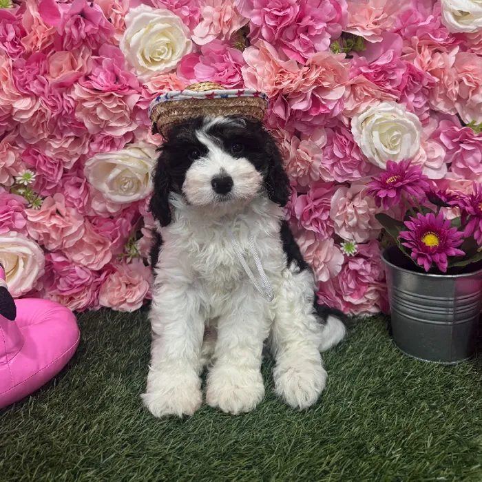 Male Mini Bernedoodle 2nd Gen Puppy for Sale in Braintree, MA