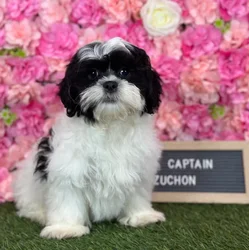 Male Teddy Bear (Zuchon) puppy named Captain for sale at Pet Express Saugus.