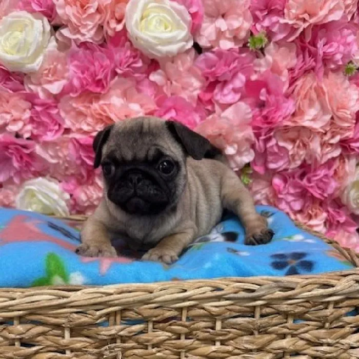 Male Pug Puppy for Sale in Saugus, MA
