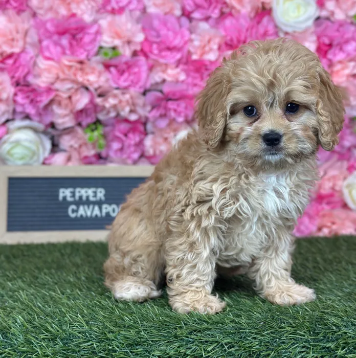 Female Cavapoo puppy named Pepper for sale at Pet Express Saugus.