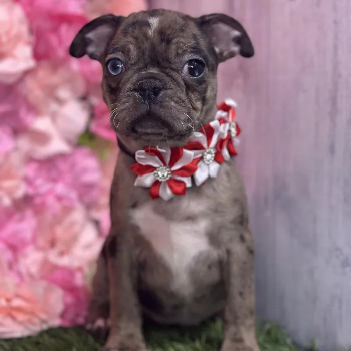 Female Bugg Puppy for Sale in Saugus, MA