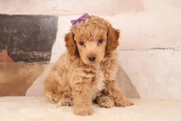 Female Poodle (Mini) puppy named Lily for sale at Pet Express Braintree.
