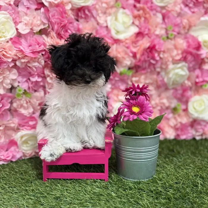 Female Bichon-Poodle 2nd Gen Puppy for Sale in Saugus, MA