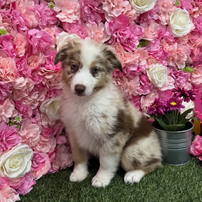 Male Miniature Australian Shepherd Puppy for Sale in Braintree, MA