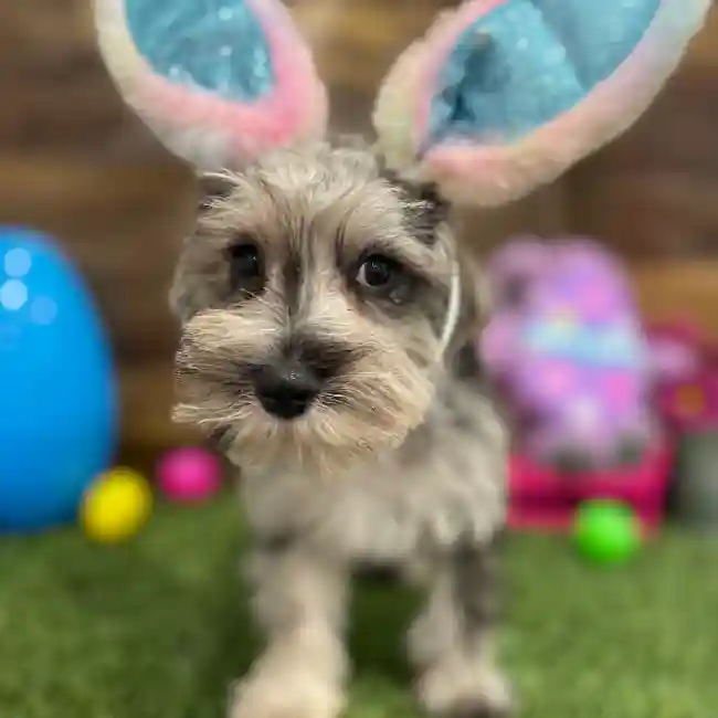 Male Miniature Schnauzer Puppy for Sale in Braintree, MA