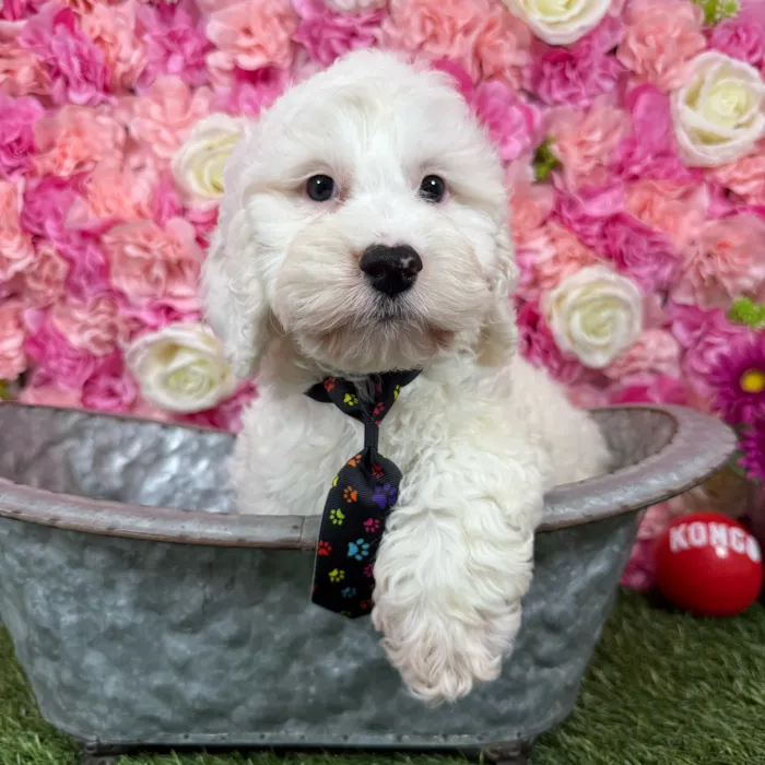 Male Cockapoo puppy named Joe for sale at Pet Express Braintree.