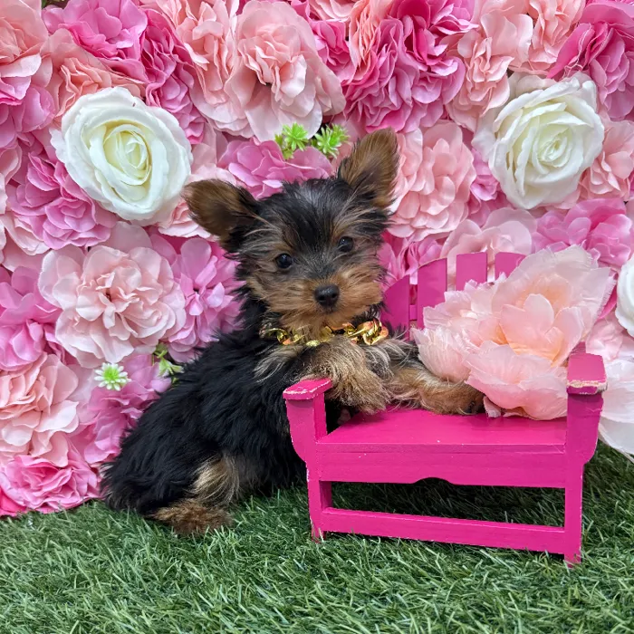 Male Yorkshire Terrier Puppy for Sale in Braintree, MA