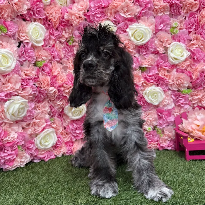 Male Cocker Spaniel Puppy for Sale in Braintree, MA