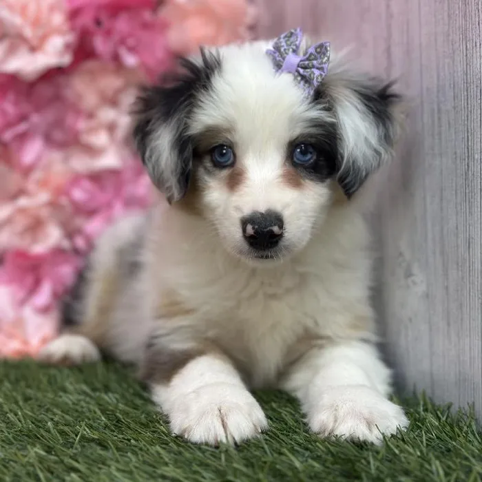Female Miniature Australian Shepherd Puppy for Sale in Saugus, MA