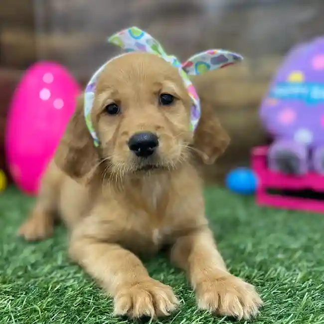 Female Golden Retriever Puppy for Sale in Braintree, MA