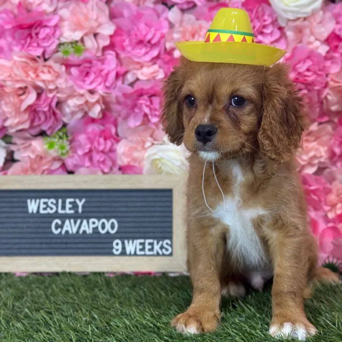 Male Cavapoo 2Nd Gen puppy named Wesley for sale at Pet Express Saugus.