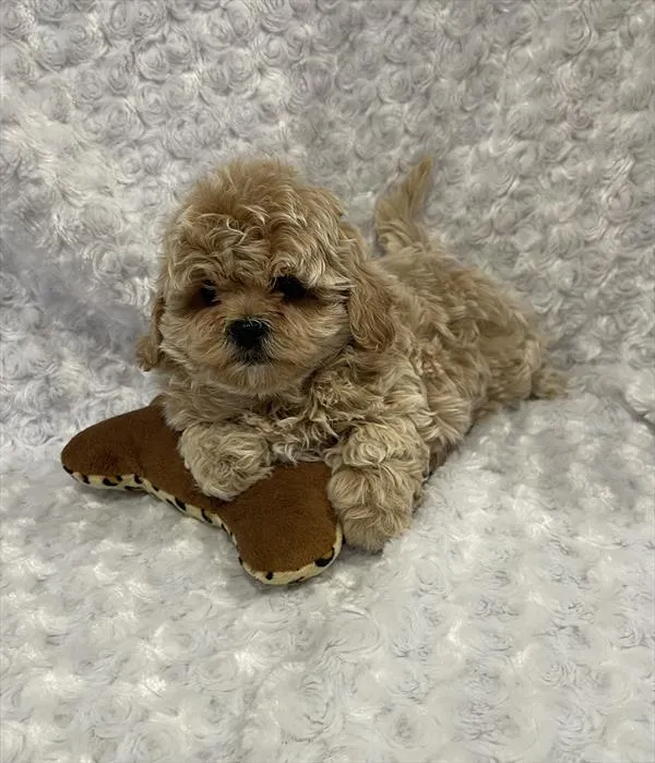 Male Shih-Poo puppy named Perro for sale at Pet Express Saugus.