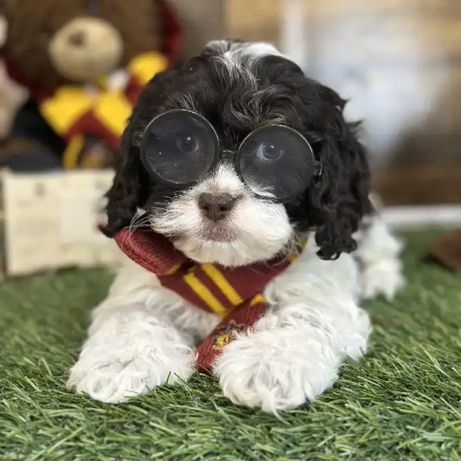 Male Cockapoo Puppy for Sale in Saugus, MA