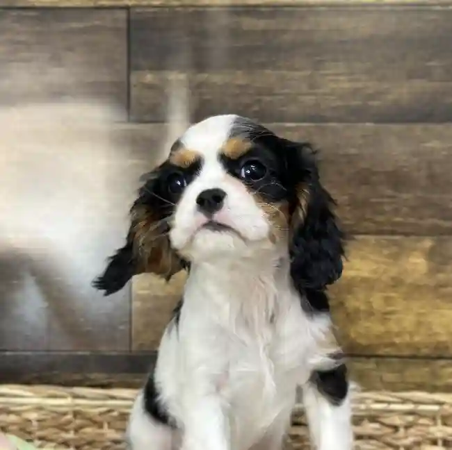 Female Cavalier King Charles Spaniel Puppy for Sale in Saugus, MA