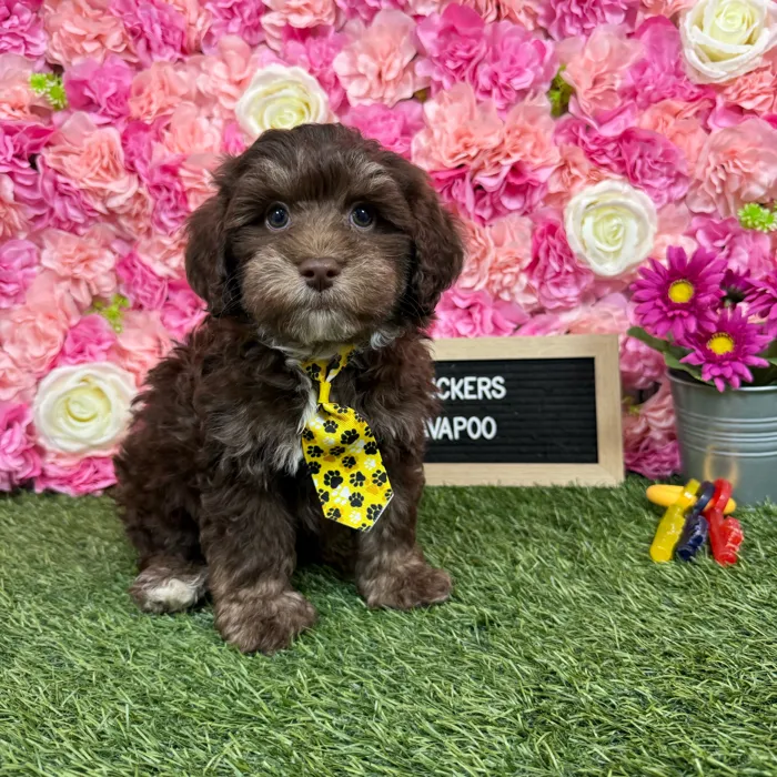 Male Havapoo puppy named Snickers for sale at Pet Express Braintree.