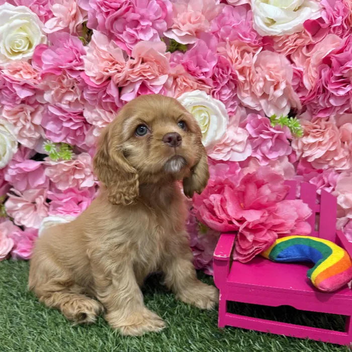 Female Cocker Spaniel Puppy for Sale in Braintree, MA