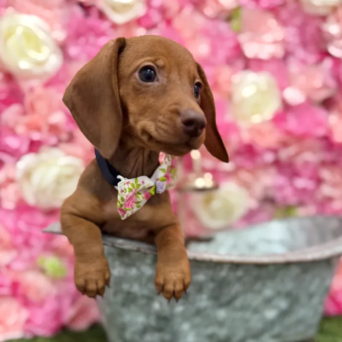 Male Dachshund Puppy for Sale in Braintree, MA