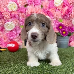 Male Dachshund puppy named Frank for sale at Pet Express Braintree.