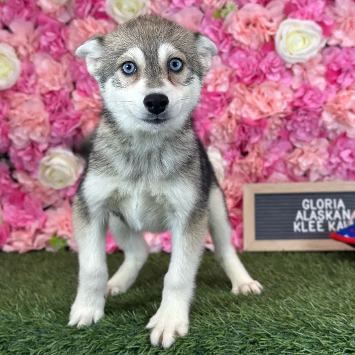 Female Alaskan Klee Kai puppy named Gloria for sale at Pet Express Saugus.