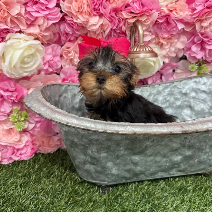 Female Yorkshire Terrier Puppy for Sale in Braintree, MA