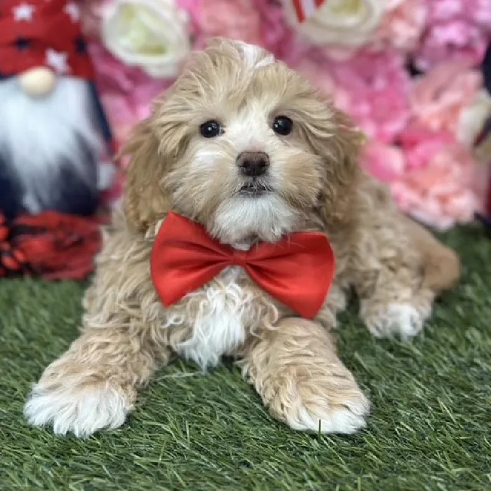 Male Malti-Poo Puppy for Sale in Saugus, MA