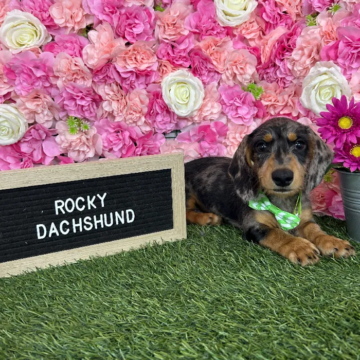 Male Dachshund puppy named Rocky for sale at Pet Express Braintree.