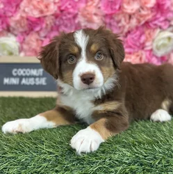Female Miniature Australian Shepherd puppy named Coconut for sale at Pet Express Saugus.