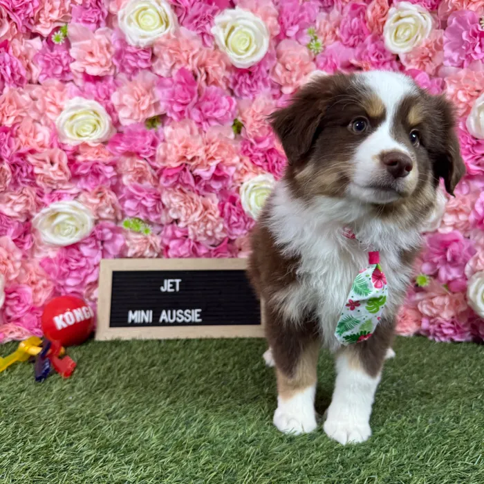 Male Miniature Australian Shepherd puppy named Jet for sale at Pet Express Braintree.