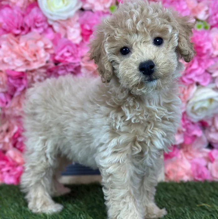 Female Poodle (Mini) puppy named Ginger for sale at Pet Express Saugus.