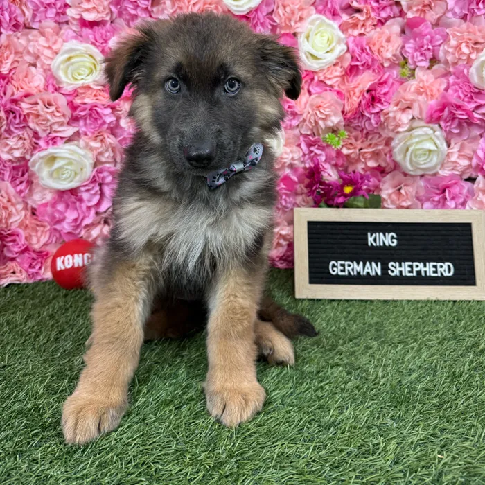 Male German Shepherd Dog puppy named King for sale at Pet Express Braintree.
