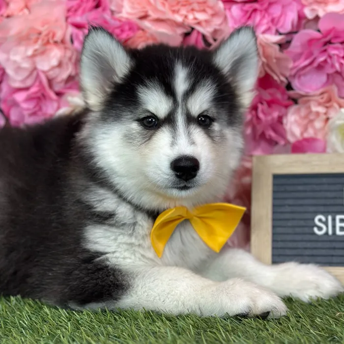Male Siberian Husky puppy named Ramon for sale at Pet Express Saugus.