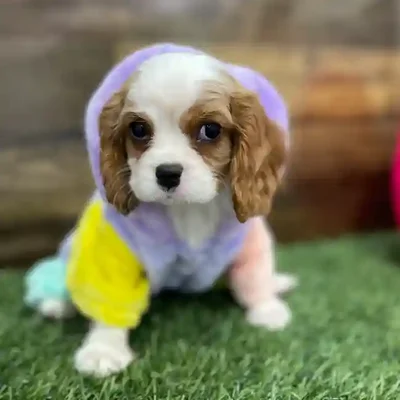 Female Cavalier King Charles Spaniel Puppy for Sale in Braintree, MA