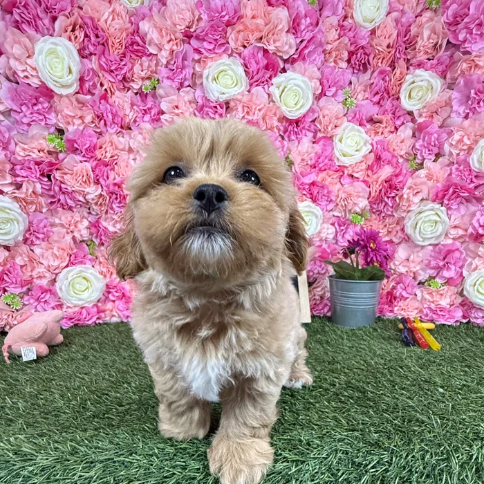 Male Shih-Poo puppy named Rolo for sale at Pet Express Braintree.